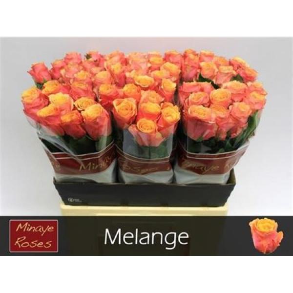 R Gr Melange