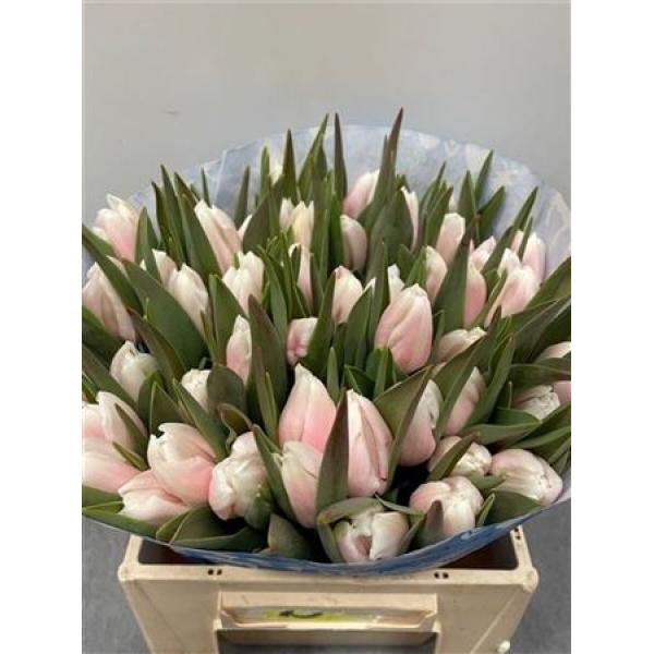 Tulp Dyed Pastel Pink