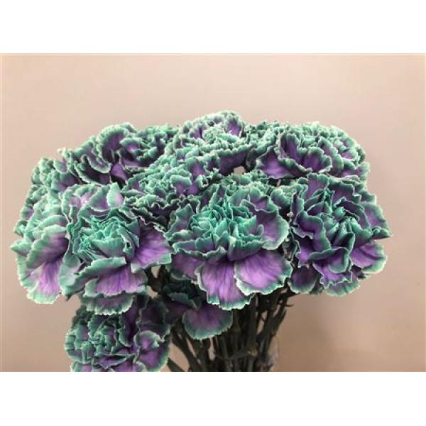 Dianthus St Dyed Ibiza
