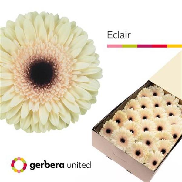 Ge Gr Box Eclair