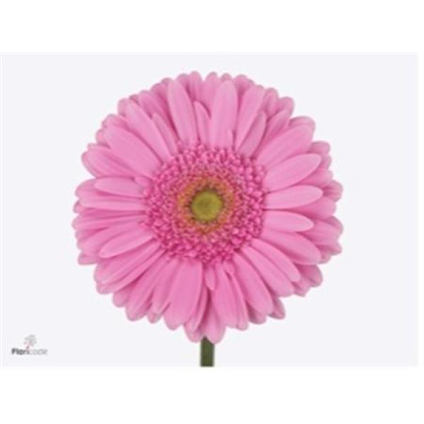 Ge Gr  Box Pink Green Center