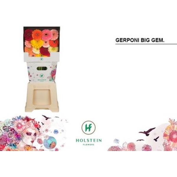 Ge Gr Diamond Pomponi Mix