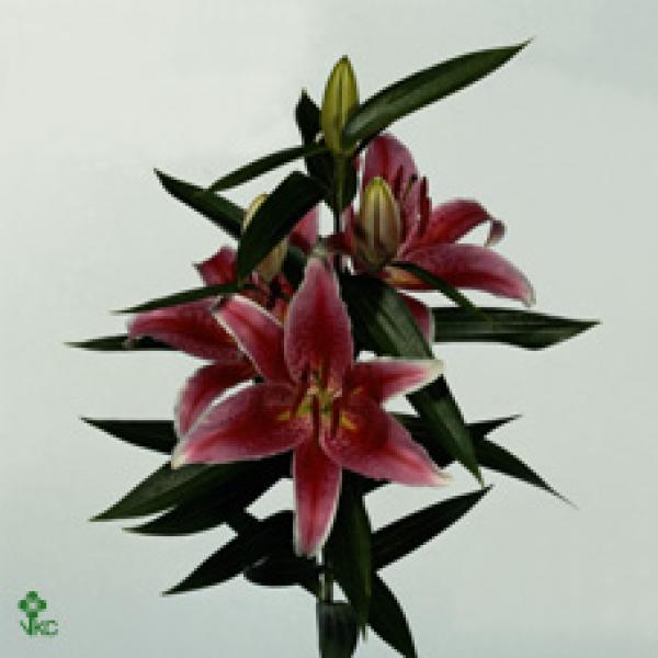 Li  Or Dark Pink 4+