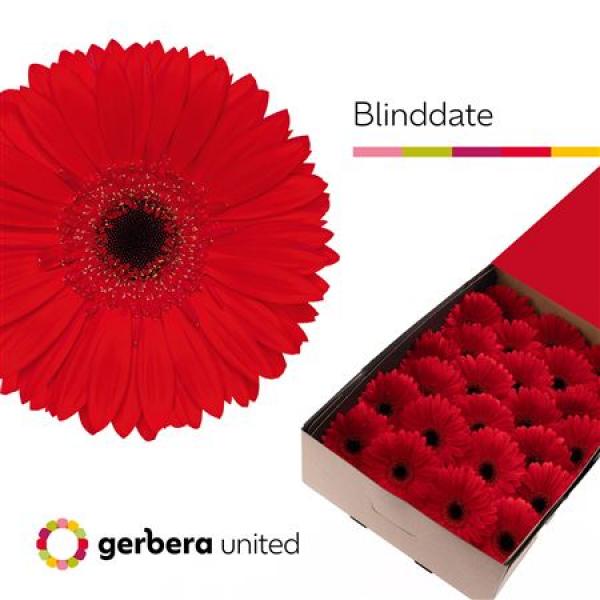 Ge Gr Box Blinddate