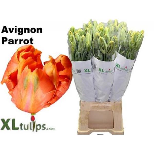 Tu French Pa Avignon Parrot