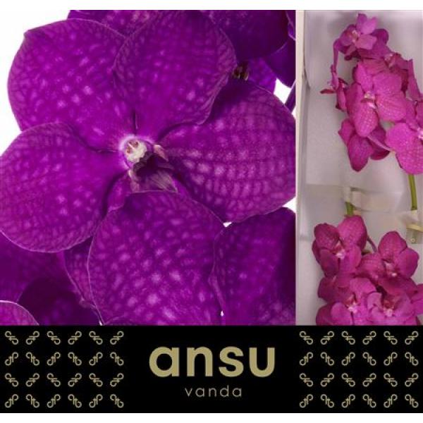 Vanda By Flower Rasberry Cerise