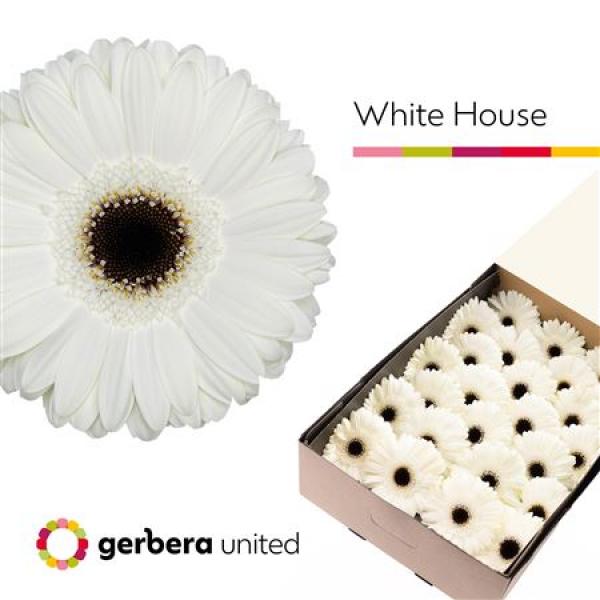Ge Gr Box White House