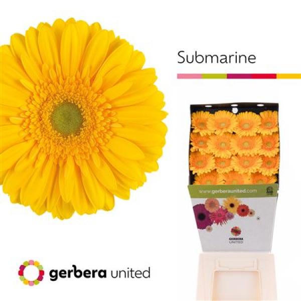 Ge Gr Diamond Submarine