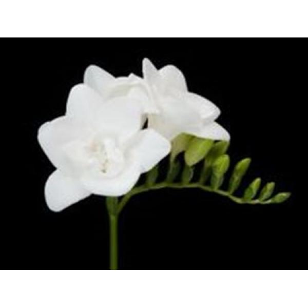 Fr Du  White
