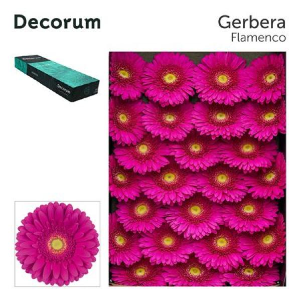 Ge Gr Box Flamenco