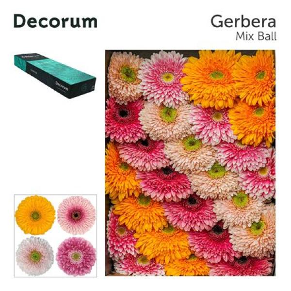 Ge Gr Box  Mix Pomponi Decorum