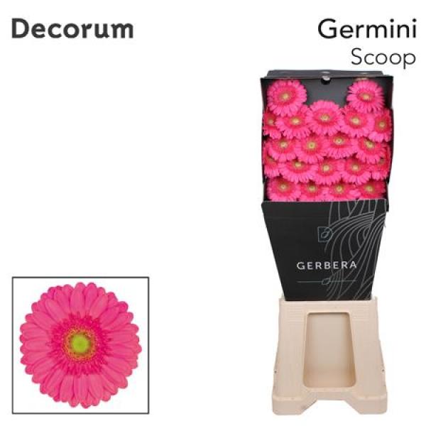 Ge Mi Diamond Scoop