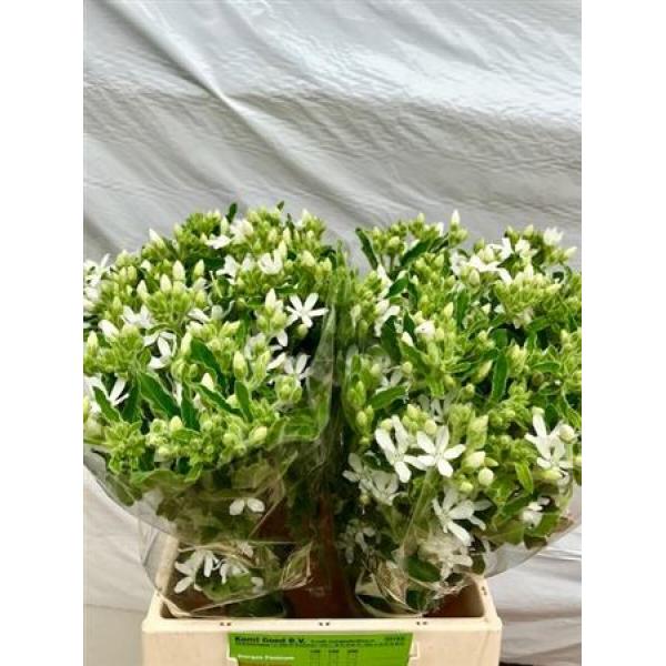 Oxypetalum White