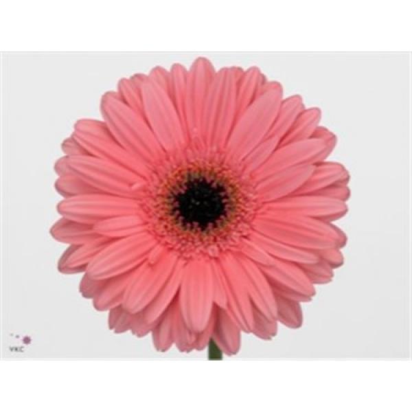Ge Gr  Box Pink Black Center