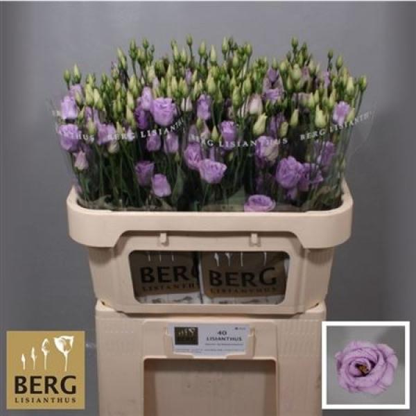 Eust G Rosita Lavender Berg