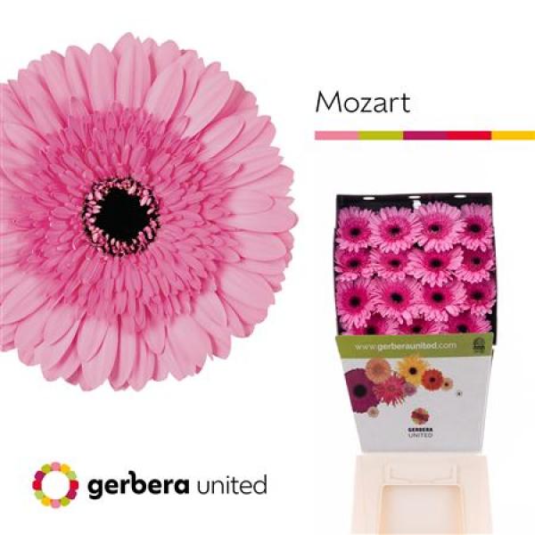 Ge Gr Diamond Mozart