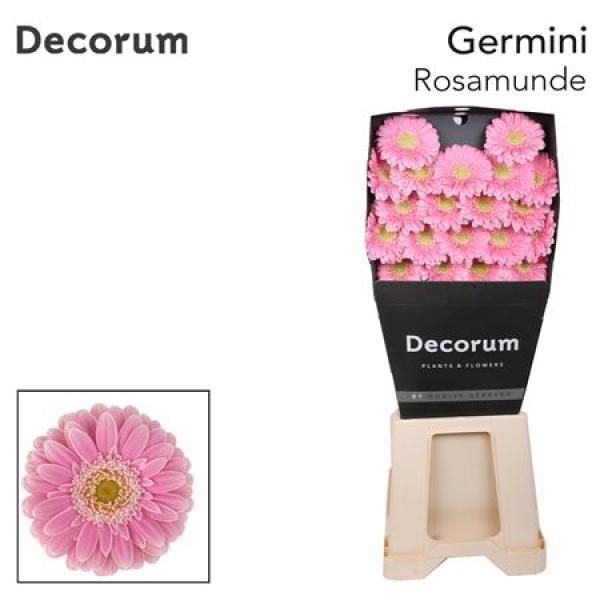 Ge Mi Diamond Rosamunde