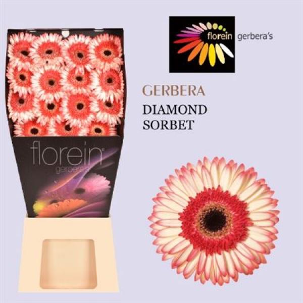 Ge Gr Diamond Sorbet