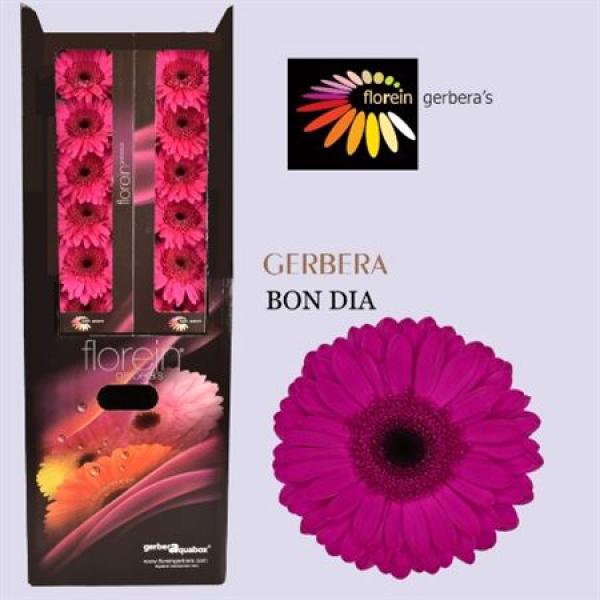 Ge Gr Aquabox Bon Dia *80