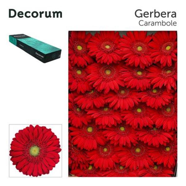 Ge Gr Box Carambole