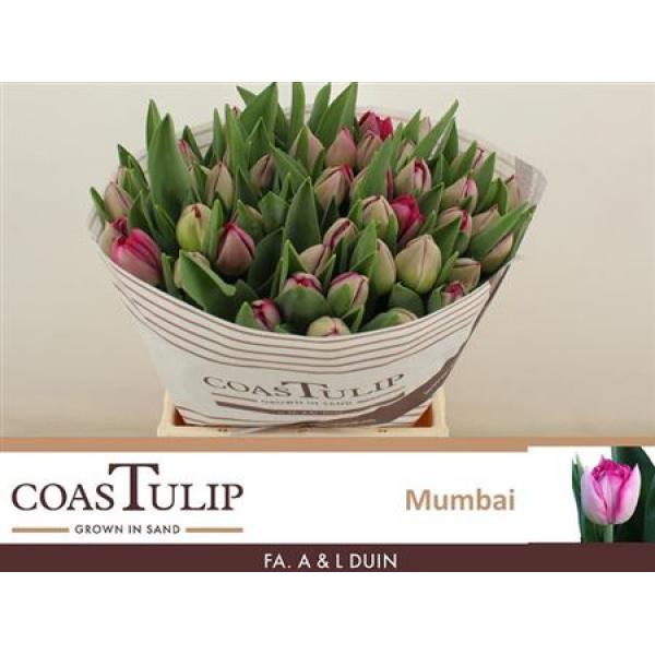 Tu  Coastulip Du Mumbai