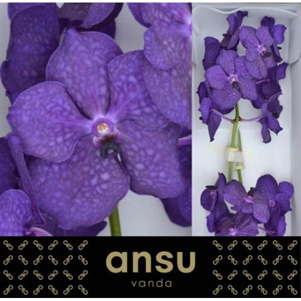 Vanda By Flower Deep Blue