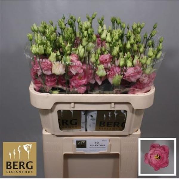 Eust G Alissa Pink Flash Berg
