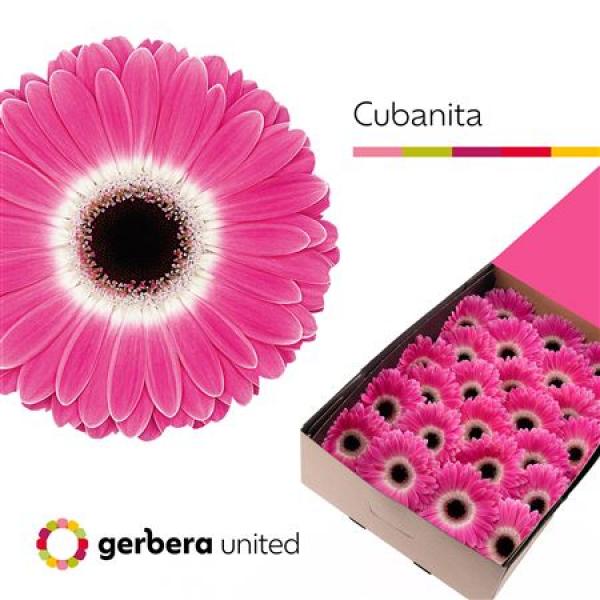 Ge Gr Box Cubanita