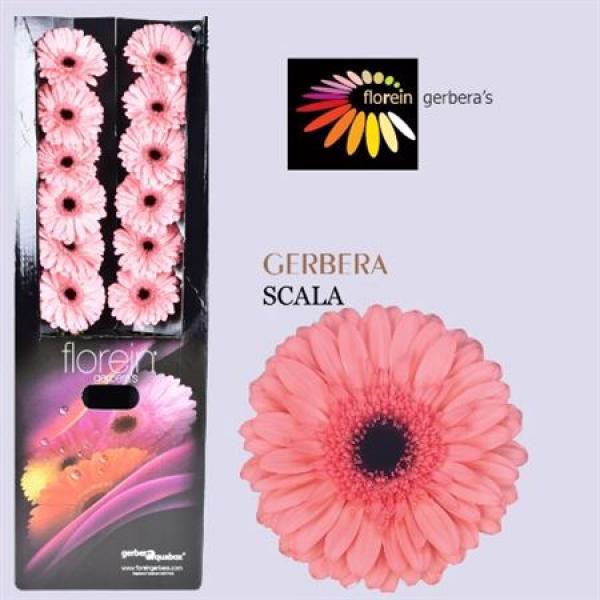 Ge Gr Aquabox Scala *80