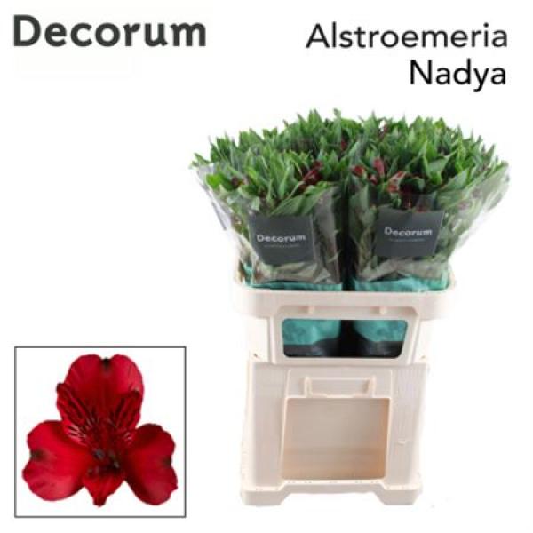 Alstr Nadya Sup
