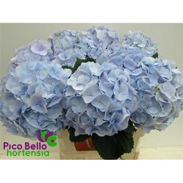 Hydr  Light Blue 60cm