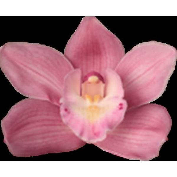 Cymb  Ov Dark Pink *9