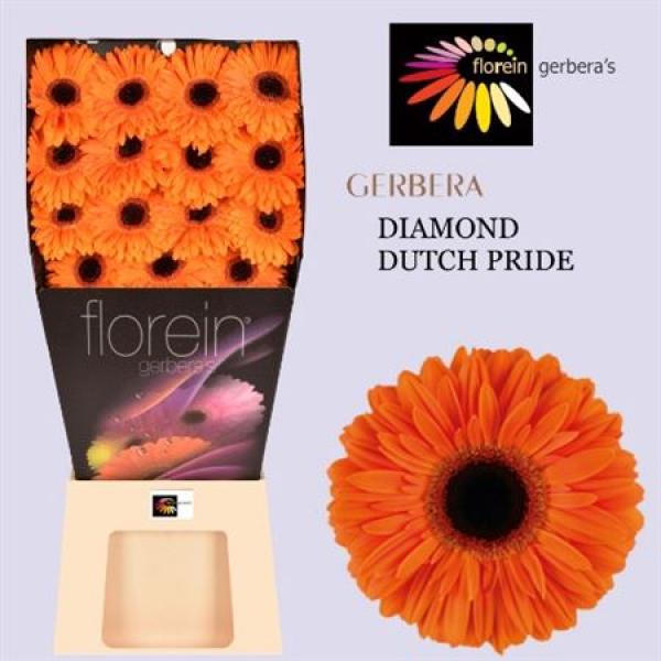 Ge Gr Diamond Dutch Pride