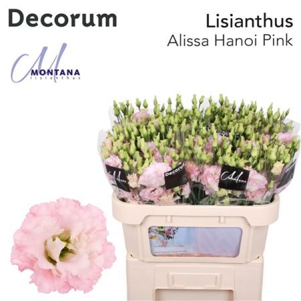 Eust G Alissa Hanoi Pink Montana