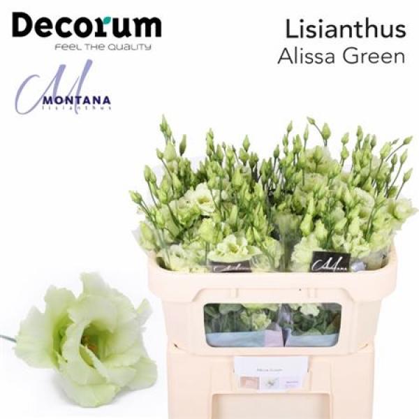 Eust G Alissa Green Montana