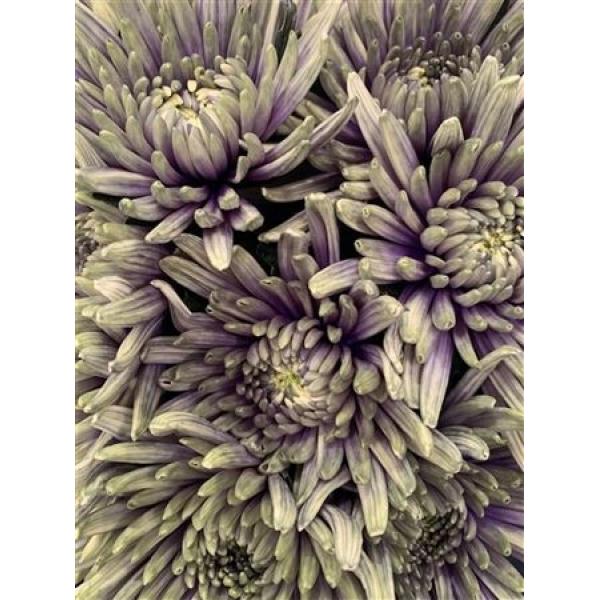 Chr Gr Topspin Dyed Purple Fresh