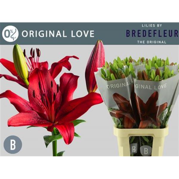 Li La Original Love 3+