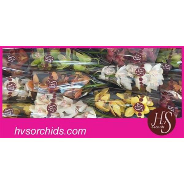 Cymb   Mix Hvs Orchids * 12