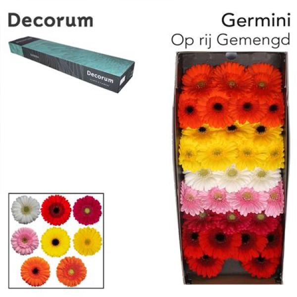 Ge Mi Box  Mix On Row Decorum