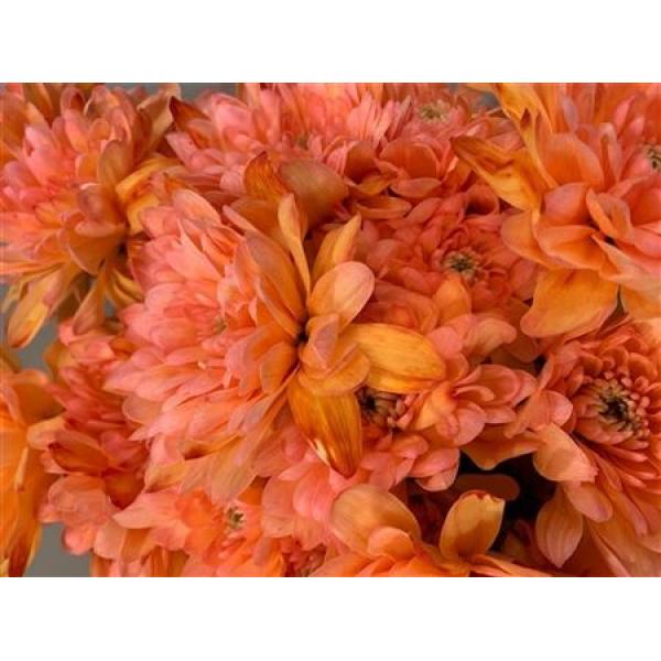Chr Tr Baltica Dyed Moonshine
