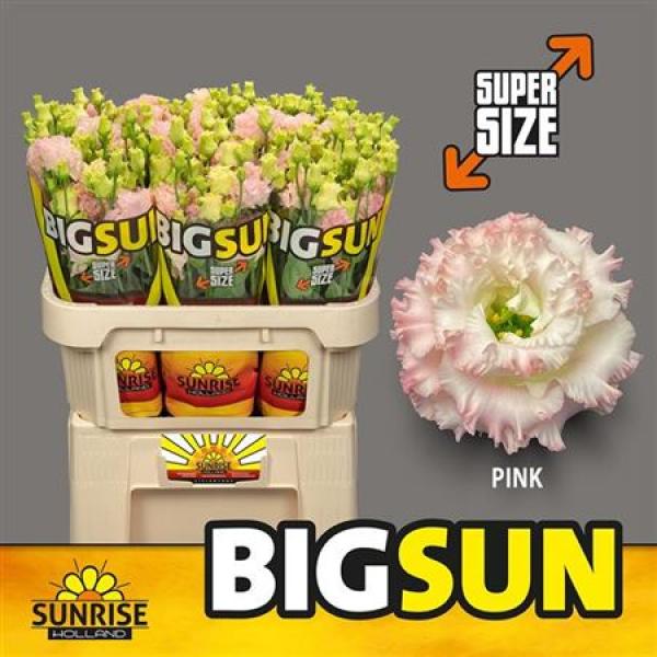 Eust G Alissa Pink * Big Sun Sunrise