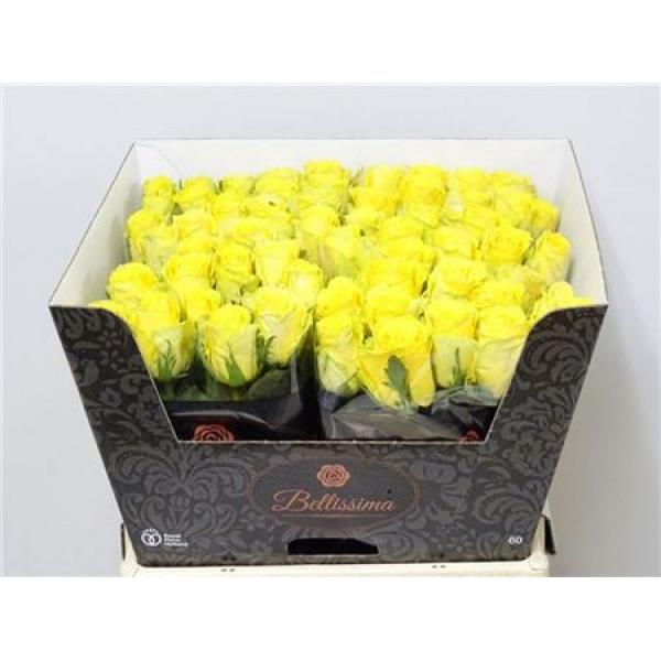 R Gr  Yellow Import