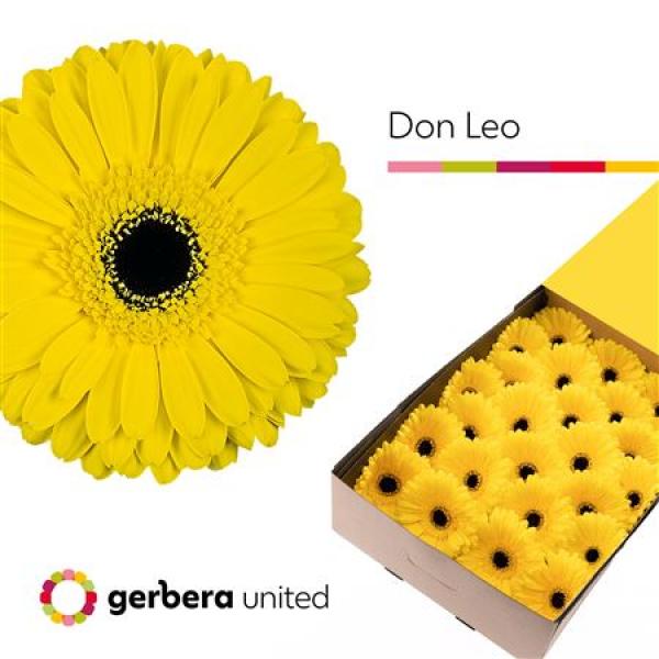 Ge Gr Box Don Leo