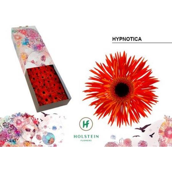 Ge Gr Box Spider Hypnotica Holstein