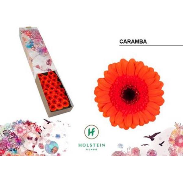 Ge Mi Box Caramba