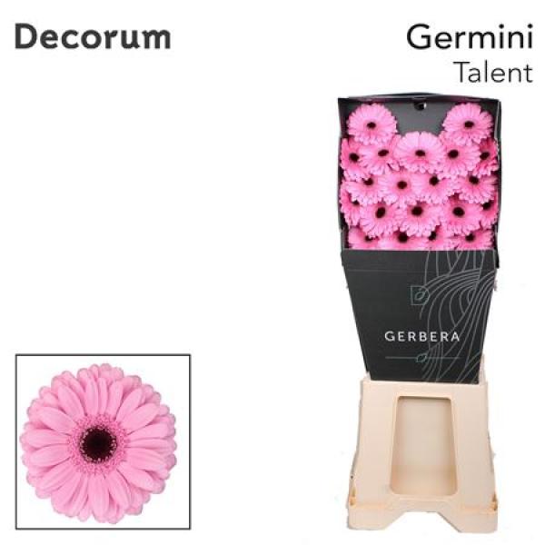 Ge Mi Diamond Talent Decorum
