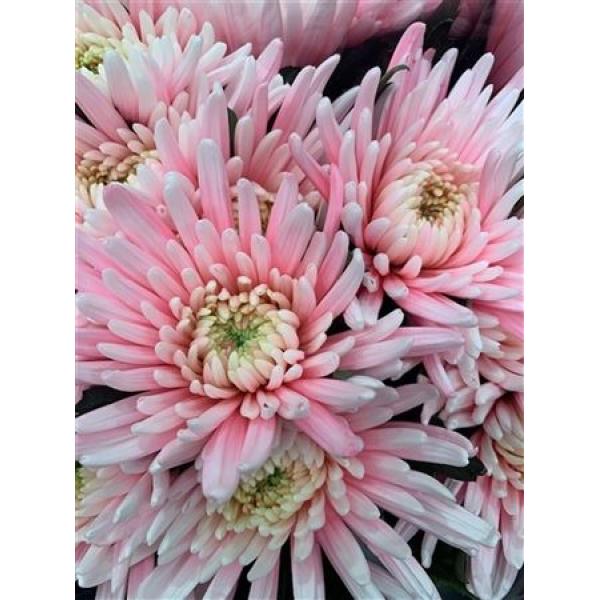 Chr Gr Topspin Dyed Pastel Pink
