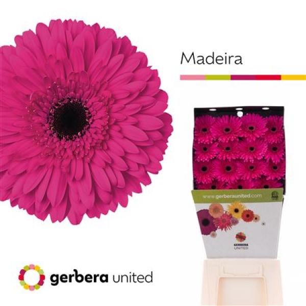 Ge Gr Diamond Madeira