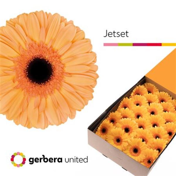 Ge Gr Box Jetset