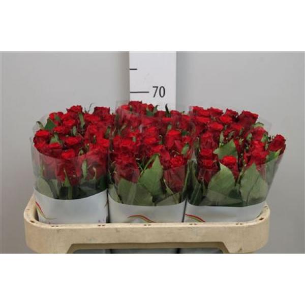 R Gr Red Torch